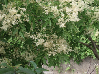 トネリコの花 日常と夢の記憶