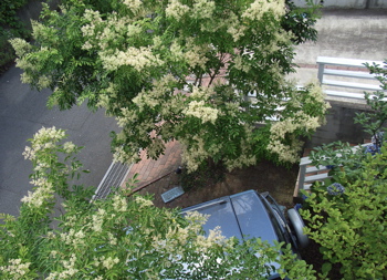 トネリコの花 日常と夢の記憶