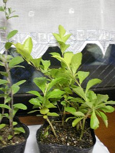 f0159403_2344778.jpg