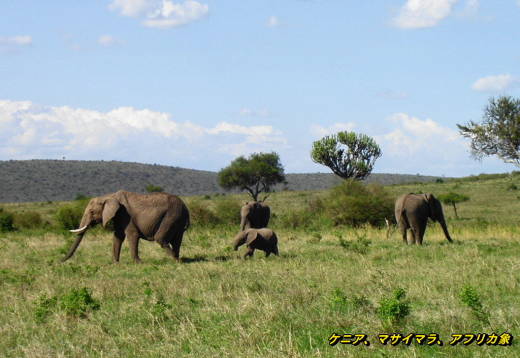 『アフリカ象』の親子　（African Elephant,Kenya）_b0051109_918949.jpg