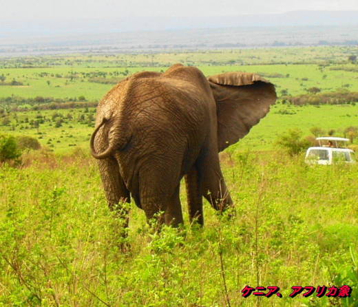 『アフリカ象』の親子　（African Elephant,Kenya）_b0051109_924255.jpg