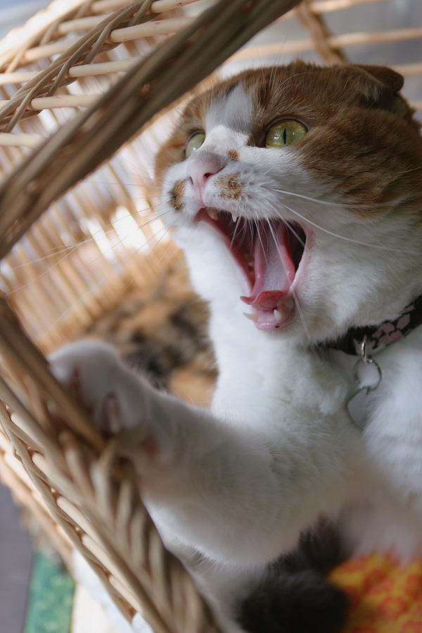 663日目 猫齢717日 雄叫び たれみみ猫 ココアな日々