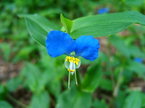 公園の花_e0089232_12495250.jpg