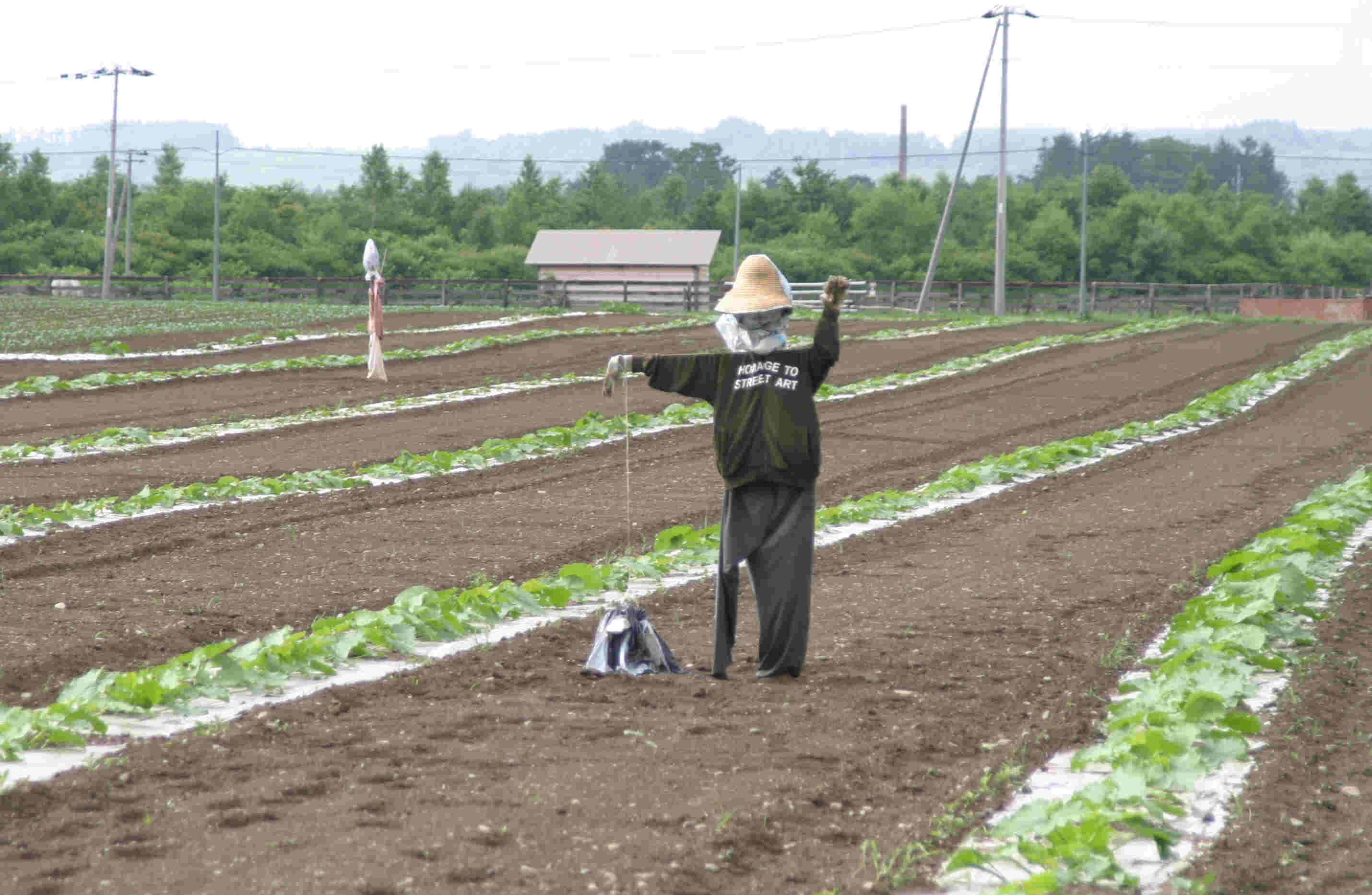 ７月１０日　かかしの効果あり？_a0103738_1091394.jpg