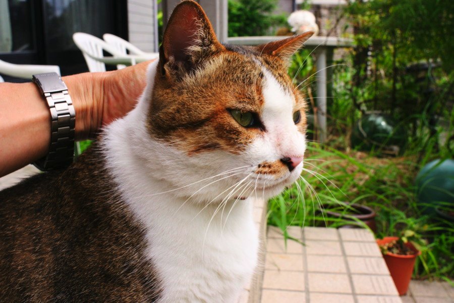 MINOLTA α AF 24mm / f2.8 : COMPLEX CAT