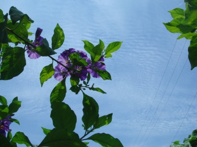 c0108460_13444999.jpg