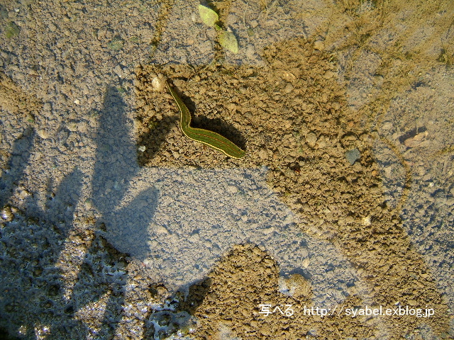 田んぼ ヒル 生き物 生物 埼玉県 上里町 写べる