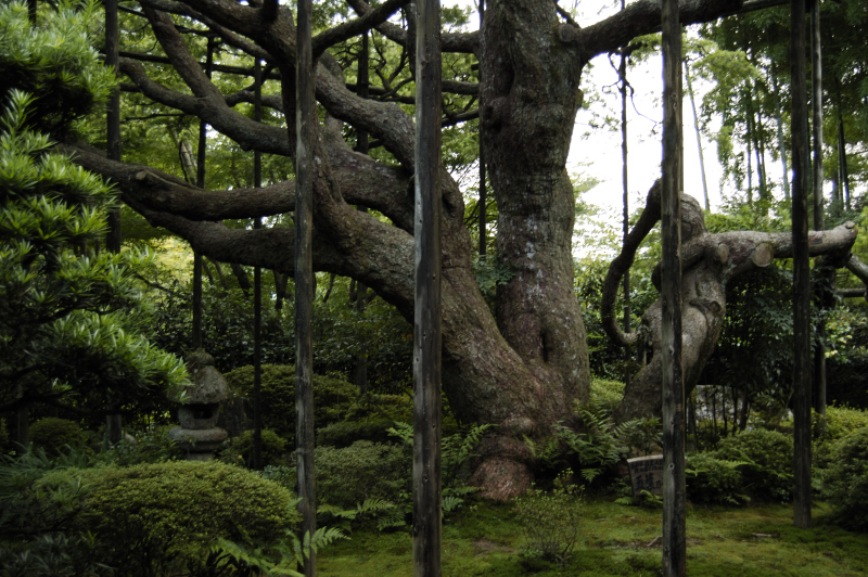 京都　大原　三千院／宝泉院_f0120677_21371541.jpg