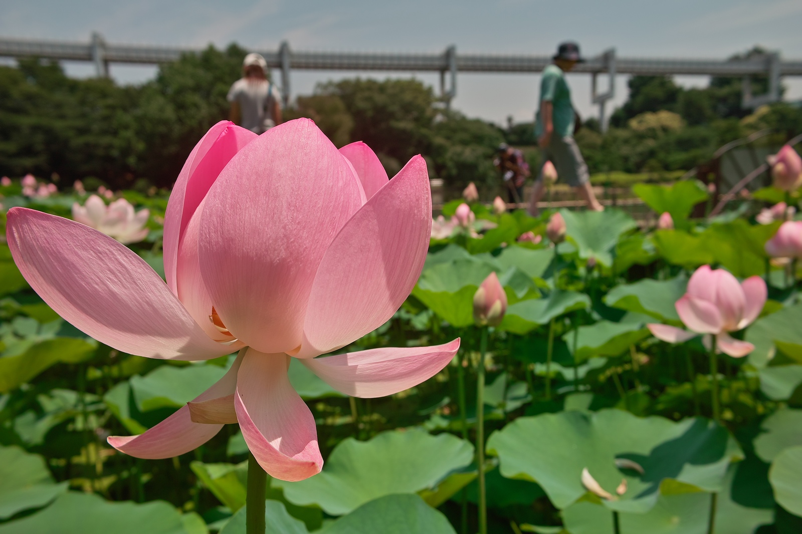 千葉公園のオオガハス、再びII_e0071178_395523.jpg