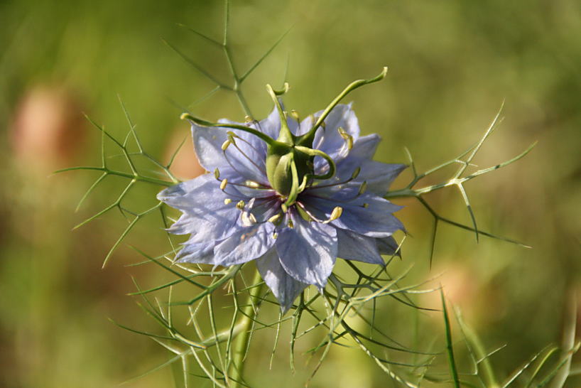 ７月１２日　庭の花　３　ニゲラ_c0112479_1149338.jpg