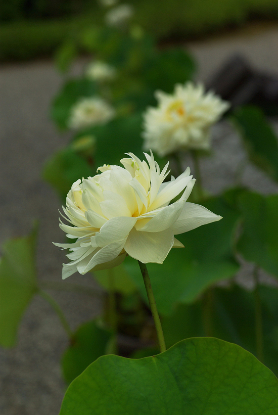 A blooming lotus_e0128187_20304356.jpg