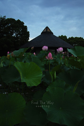 【散歩日和】千葉・千葉公園 〜 Daybreak　１／３_f0054594_504519.jpg