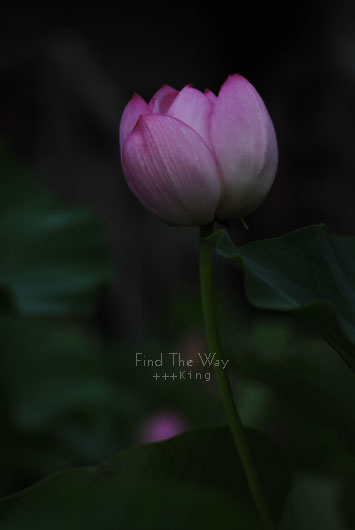 【散歩日和】千葉・千葉公園 〜 Daybreak 1/3_f0054594_515110.jpg