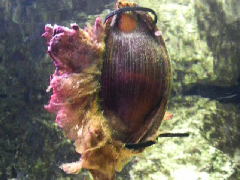 サンシャイン国際水族館2 イヌザメの成長の巻_f0178313_2362392.jpg