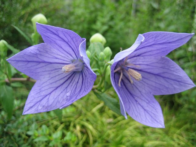 つぼみは風船 お花がかり