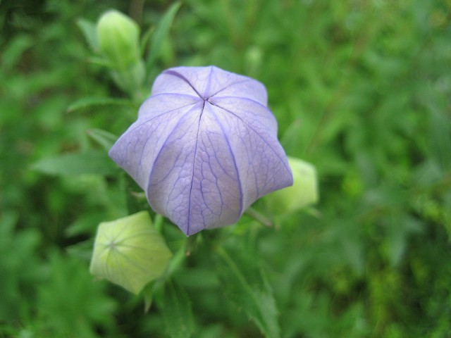 つぼみは風船 お花がかり