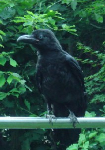 c0000718_1128944.jpg
