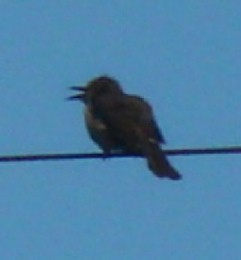 c0000718_11342651.jpg