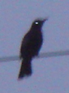 c0000718_1142499.jpg