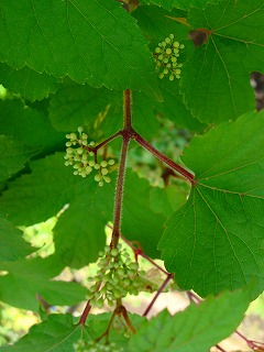 f0170524_1214376.jpg