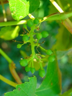 f0170524_12155913.jpg