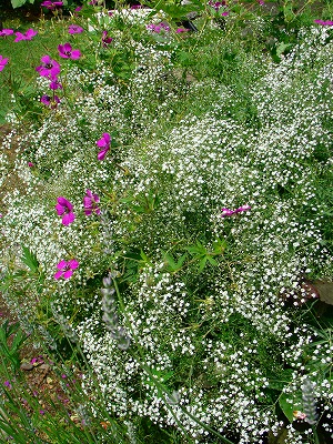 f0170524_12341330.jpg
