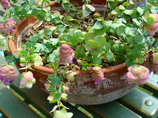 f0170524_12342627.jpg