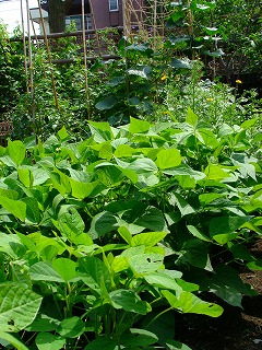 f0170524_1264840.jpg