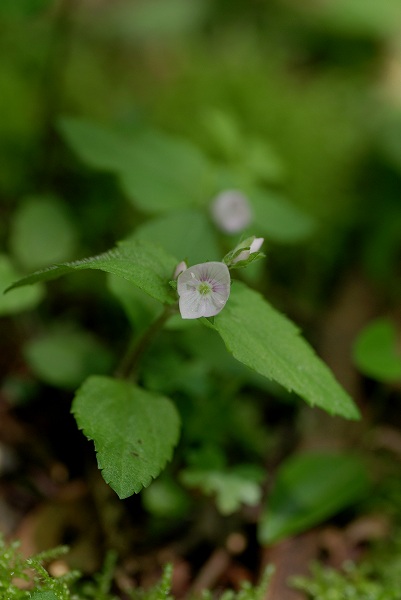 初夏の南高尾6　いろいろな花1_c0027027_23332065.jpg