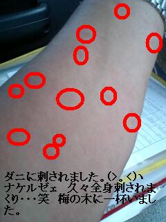 梅の木剪定と ダニ!!_f0031037_18122732.jpg