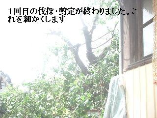 梅の木剪定と ダニ!!_f0031037_18132396.jpg
