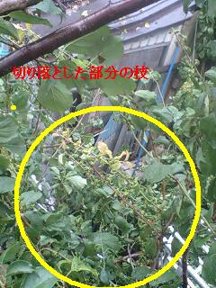 梅の木剪定と ダニ!!_f0031037_18141695.jpg