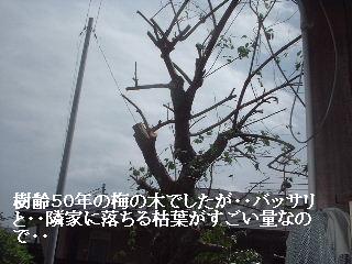 梅の木剪定と ダニ!!_f0031037_18145687.jpg