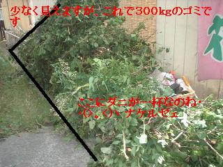 梅の木剪定と ダニ!!_f0031037_18152054.jpg