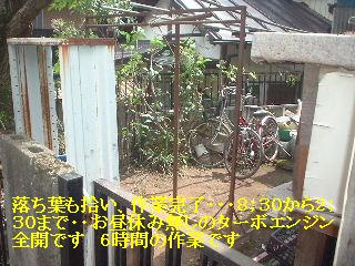 梅の木剪定と ダニ!!_f0031037_1815652.jpg