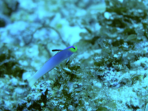 魚は???_d0113459_16564190.jpg