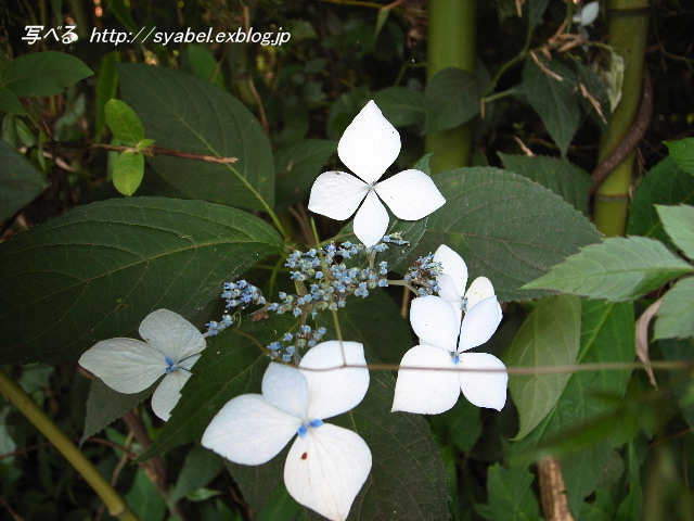 アジサイ　紫陽花　水の容器　清楚　エゾアジサイ（埼玉県　上里町）_c0153764_21101657.jpg