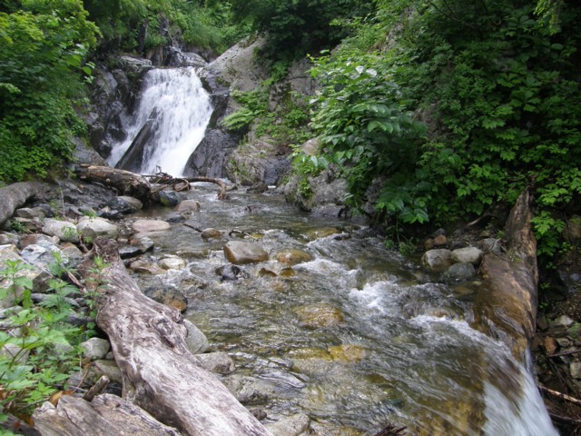 255 銀山湖、大津岐川釣行その2 : 植野稔の自然遊悠学 イワナだ