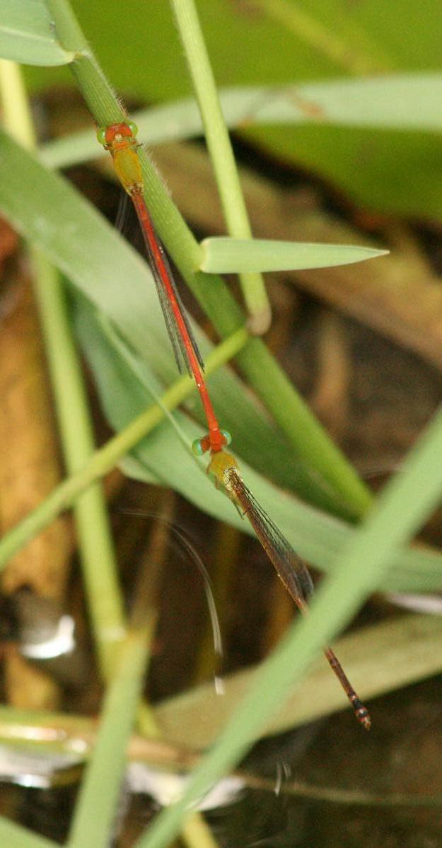 仲良く飛んで リュウキュウベニイトトンボ♂&♀ 与那国島_a0107574_22502378.jpg