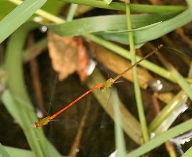 仲良く飛んで リュウキュウベニイトトンボ♂&♀ 与那国島_a0107574_2250415.jpg