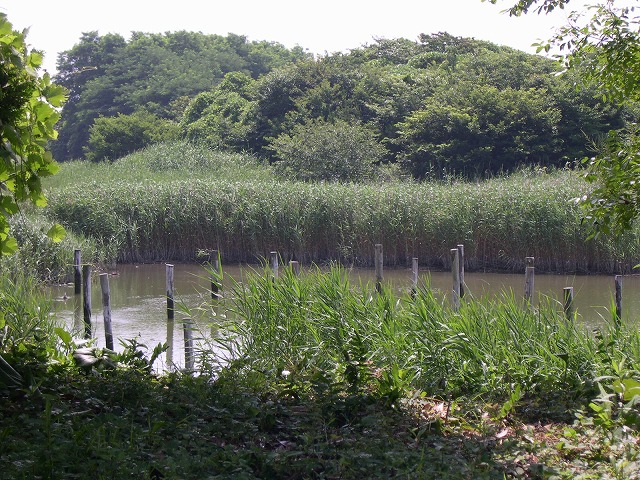 ★少しずつヨシ刈り中です_e0046474_1956989.jpg