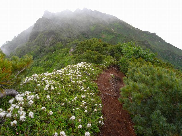 ７月９日、Ｔさん念願のニペソツ山に登頂_f0138096_11483391.jpg