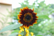 c0124100_10271880.jpg