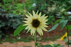 c0124100_10274599.jpg
