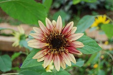 c0124100_1028130.jpg