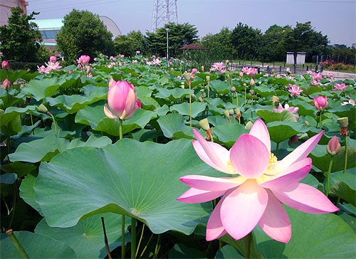 植物ってスゴイよなぁ~_c0137404_24644.jpg
