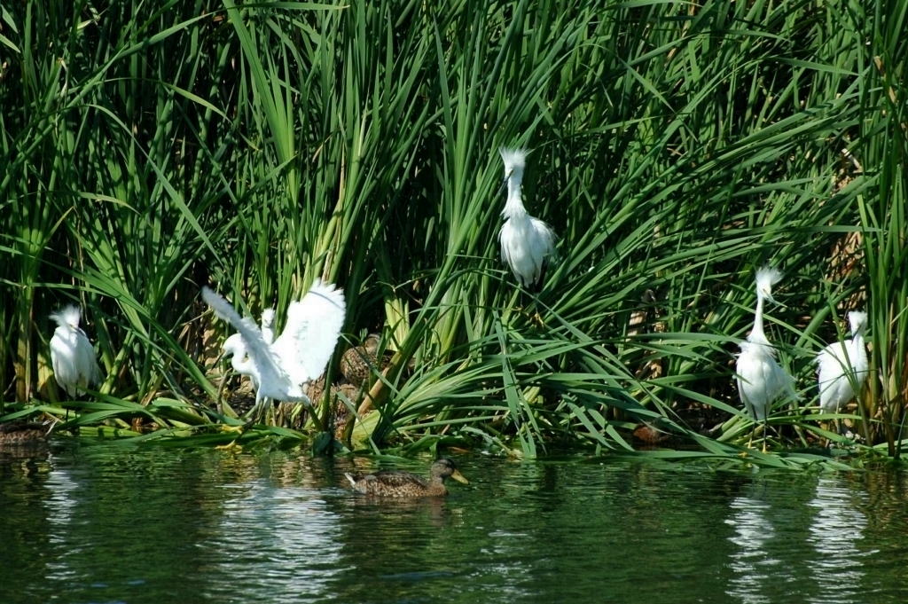 Shorebirds  _d0139709_525811.jpg