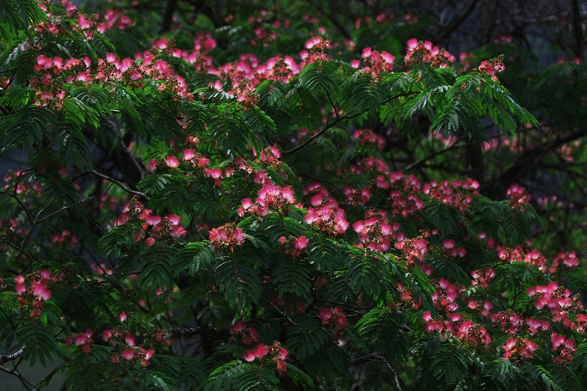 c0115616_545354.jpg
