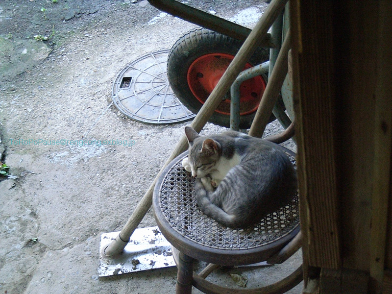 猫と生きる_e0132518_22504522.jpg