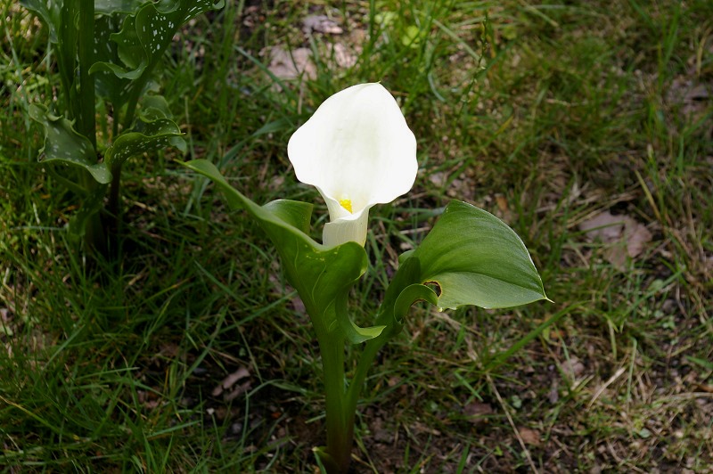 地植えのカラー 森の扉 地植えのカラー 森の扉